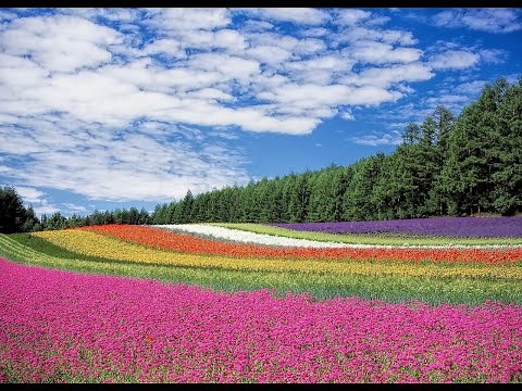 Beautiful Flower's Collection || Beautiful Collection Of Flowers || amazing nature