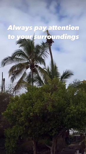 171K views · 751 reactions | Tree work is dangerous. Pay attention to...