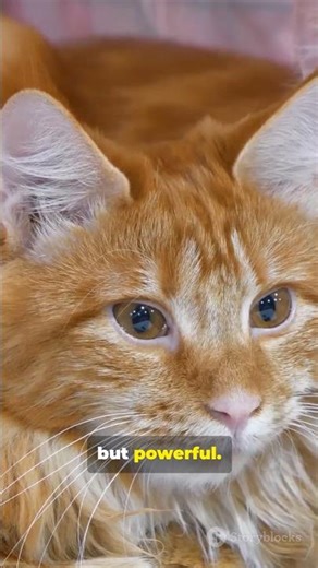 📦Schrödinger’s Cat: Quantum Physics⚛️🧠Is the Cat Dead OR Alive? Schrödinger’s Paradox Explained 🐱