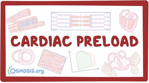 Cardiac preload: Video, Causes, & Meaning | Osmosis