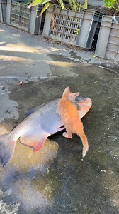 Fish slapped kitten #cat #fish #kitten #catvsfish | Andaman Baby