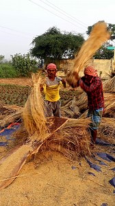 Traditional Paddy Threshing: Hi Friends, In this reel you can see that the farmers were busy threshing paddy manually by beating. In this reel we tried to show you how paddy is threshed traditionally. They beat paddy bundles on wooden log. It's tiring and laborious too. But we see this method seldomly. #threshing #fb #reels #kisan #krishi #paddy #paddycultivation #paddyfarmers #paddyfarming #paddyfarmer #rice #ricefarmer #ricecultivation #ricefarming #fbreels #agriculture #agritech #farmer #farm