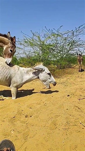 Enjoy donkey life /#shortvideos #animals #donkey @YouTube