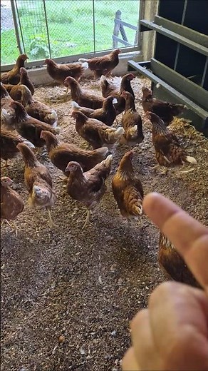 How many chickens should I put per nest opening?