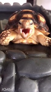 . to Tucker’s Wookiee yawn 🥱 🐢 #holidayfun #petlover #turtle #christmas | TurtleNest Diaries