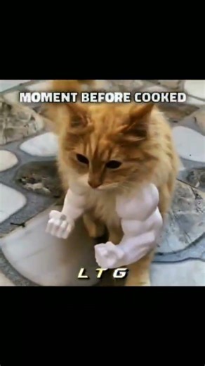 💪🐱 Cat With Muscle 😱 #cyborg #trollface #trolling #editing #memes #trending #transformation #edit
