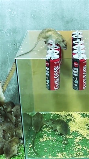 Genius mouse trap design mice can't resist #mousetrap #rattrap #shorts #mouse