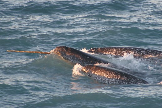 Species Spotlight: Narwhal — Alaska Wildlife Alliance (AWA)
