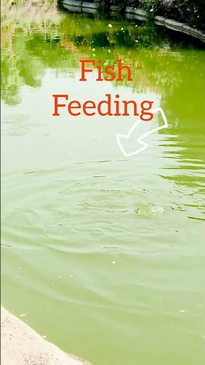 Feeding a pond full of fish | fish farming #fishing #fishfarming #fishfeed
