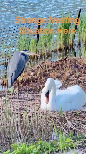 Why Is the Heron Near the Swan Nest?