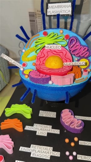Maqueta de Celular animal y Celula vegetal #celula #maqueta #trabajoescolar #educacion #ideas