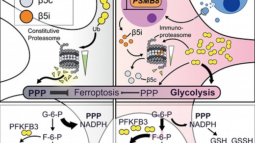 用adobe illustrator绘制cell期刊中的graphical abstract