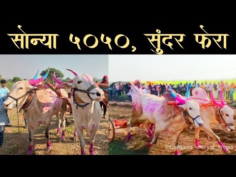 मोठा सोन्या 5050 आणि सुंदर तुफानी फेरा..!