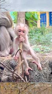 Cute Baby Monkey STEELY Learns Tree Climbing Step by Step 🐒💛 #Short #NewBaby2026