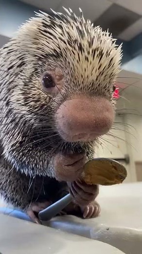Rico eating peanut butter - Cincinnati Zoo