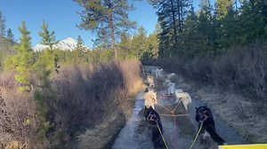33K views · 2.1K reactions | Beautiful cool morning to be out | Shaytaan Siberian Huskies Sled Dog Team | Facebook