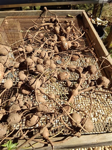 Apios Americana Tuber Survival Plant That Thrives in Most Conditions. the Tubers Are a Little Smaller Than a Golf Ball. Free Shipping. - Etsy