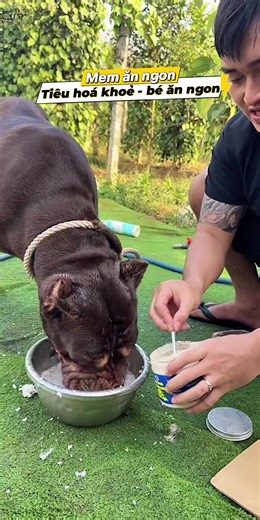 Ae nào nuôi chó chậm lớn kén ăn tham khảo nhé #KinhNghiemNuoiCho #Dungbandogtaynguyen #NuoiChoThongThai #bitbull #petcare