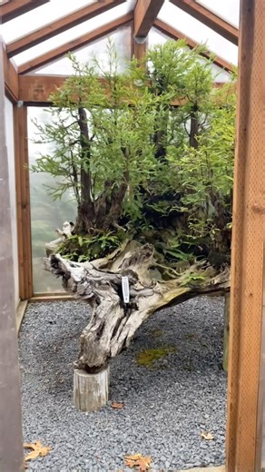 A whole forest in a greenhouse😲 Coastal redwood forest by @bonsaimirai #BonsaiForest #Greenhouse #Ecosystem #Cultivation #Forest #Horticulture #Bonsai #Plants | Bonsai Society