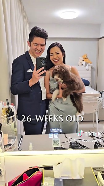 Fam shot with Tippy 26 weeks, 5.75kg. Taken on 8 May 2025. #dogsoftiktok #bordoodle #minibordoodle #sgdogs #fyp #bordoodlepuppy #goldendoodle #bernedoodle #bordoodlepuppy #goldendoodle #f1bbordoodle #f1bminibordoodle #puppiesoftiktok #26weeksbordoodle