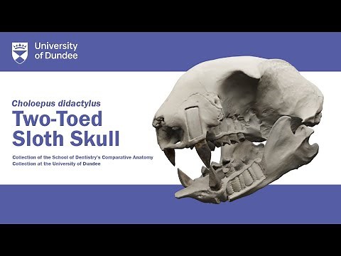Two-Toed Sloth Skull - Dental Comparative Anatomy - animation by Medical Art graduate Eunjung Park