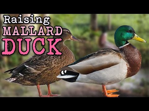 RAISING MALLARD DUCK | A Simple Start