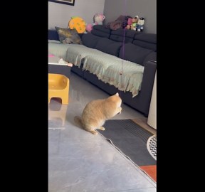 Pet cat plays with pink balloon in living room