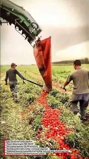 Automatic Tomato Harvester – Advanced Farming Technology in Action 🍅🚜
