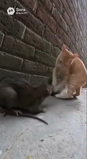 Real Fight in One Take – Cat vs Giant Rat in the Alley!