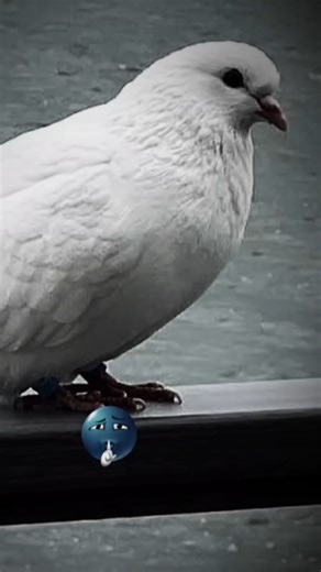 SHE ACTUALLY DID THIS?! (Pyra)😮 #pigeon