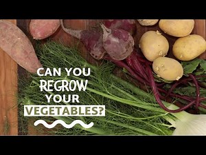 How To Regrow Vegetables From Scraps