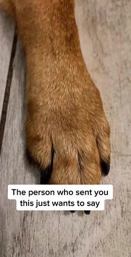Captivating Close-Up of a German Shepherd Dog