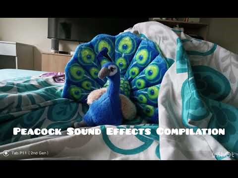 Peacock Sound Effects Compilation