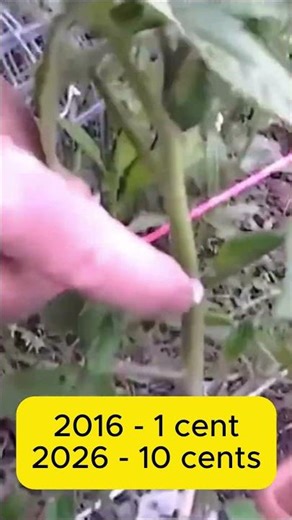 The 10 Cent Tomato Hack 🍅