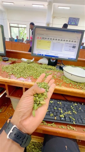 Cardamom auction #cardamomauctionlive #cardamom #spices #idukki #mumbai #gujarat #job #auction