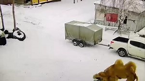 Man appears to strike camel moments before it trampled him to death