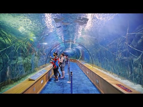 Oceanografic Valencia Aquarium