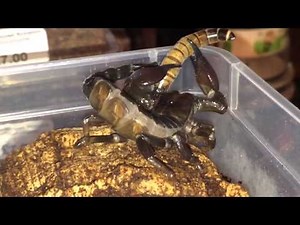Scorpion Feeding Video 10