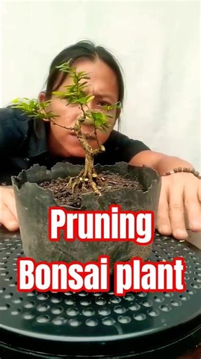 Pruning Bonsai plant.