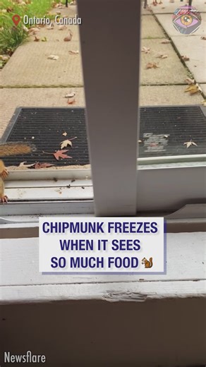 Cute chipmunk freezes when it sees so much food | Bright Side
