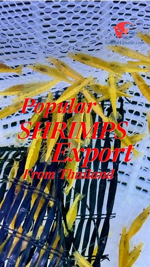 Popular shrimp available for export from Thailand #shrimpaquarium #shrimp #cherryshrimp | Grandaquatic : ornamental fish export company from Thailand