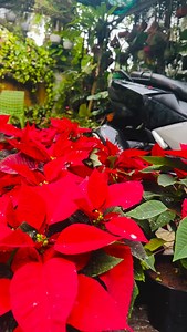 #8921939101 #christmastree #tree #christmas #christmastree #homegarden #plants #garden #kerala #anthurium #foliage #gloriousum #gloriousum #giveawayalert #syngonium | 𝗛𝗶𝗱𝗮𝘆𝗮'𝘀 𝗛𝗼𝗺𝗲 𝗚𝗮𝗿𝗱𝗲𝗻 - 𝚑𝚊𝚜𝚎𝚎𝚗𝚊 𝚓𝚊𝚋𝚋𝚊𝚛