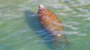 Manatee sighting at migration season kickoff at Manatee Lagoon