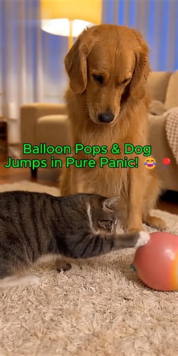 A playful cat is having fun with a balloon until it suddenly bursts — and the dog jumps in pure panic! 😂🐶🎈 Cute, funny, and totally unexpected! Watch till the end for the funniest reaction. If you love adorable pet moments, don’t forget to LIKE & SUBSCRIBE for more Pawfect Moments! ❤️🐾 #Cat #Dog #FunnyPets #Balloon #PawfectMoments | Pawfect Moments