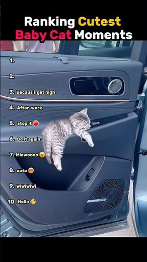 Ranking Cutest Baby Cat Moments