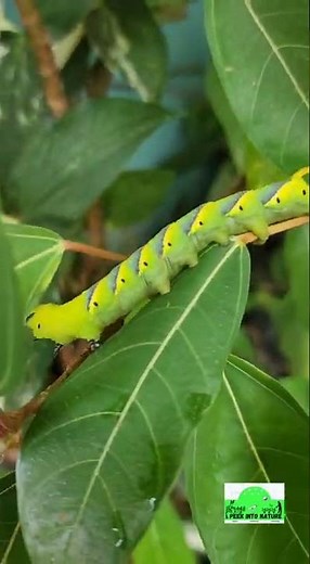 Death's Head Hawk Moth Caterpillar in our terrace garden | Peek Into Nature