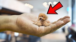 2.5K views · 51 reactions | Top 20 Smallest Dog Breeds in the World https://www.youtube.com/channel/UC8Jo9uEufvC0uT2ke-yOcWA?sub_confirmation=1 | Lovely Animals World | Facebook