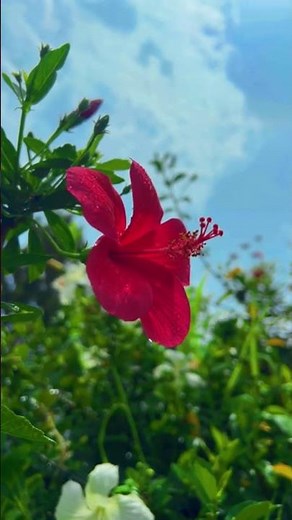 The Hibiscus A Short Introduction #flowers #flower #hibiscus #hibiscusdrink #facts