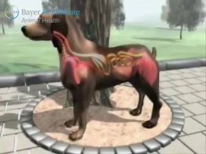 232 reactions · 269 shares | Life cycle of Lungworm in dog | Doctor of Veterinary Medicine | Facebook