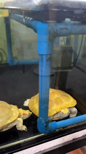 Welcoming committee for our New albino red ear slider turtle #turtle #reptile #aquarium #hobby #pets